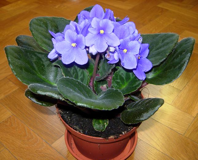 VioletaAfricMora01.JPG