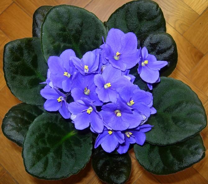 VioletaAfricMora02.JPG
