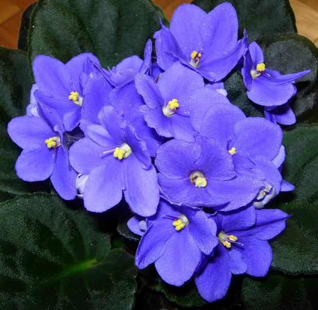 VioletaAfricMora03.JPG