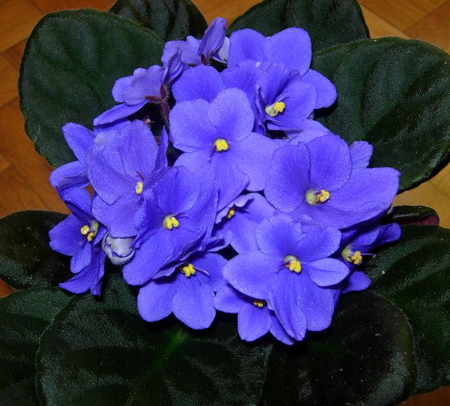 VioletaAfricMora04.JPG