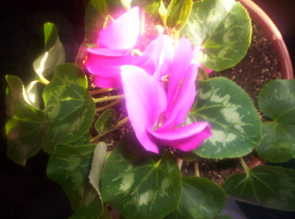 violetadepersia3.jpg