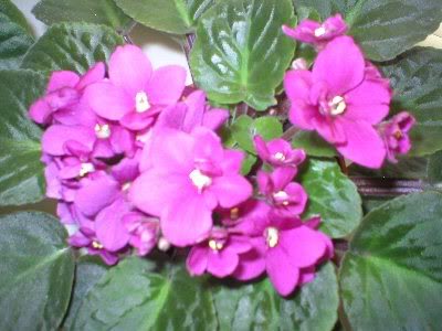 violetaflorguinda1.jpg