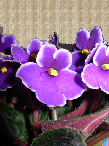 violetalidl (4).JPG