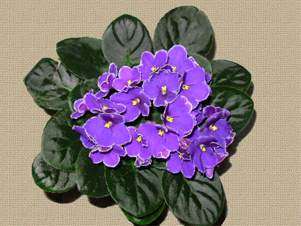 violetalidl (5).JPG