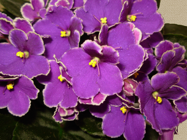 violetalidl.JPG