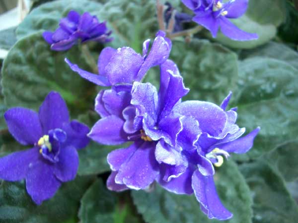violetas-africanas.jpg