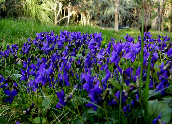 violetas.jpg