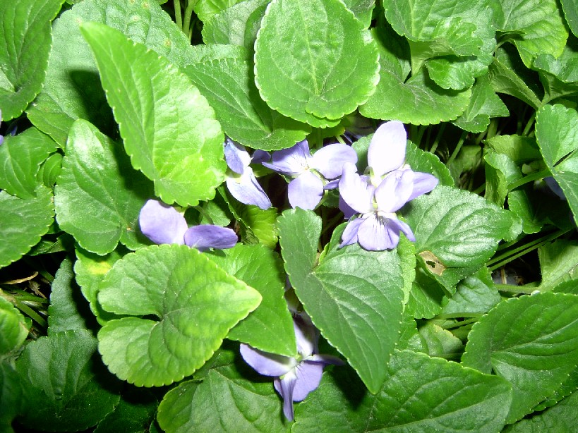 Violetas.jpg