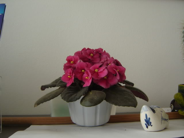 Violetas001.jpg