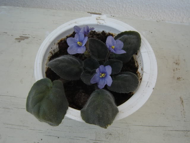 Violetas004.jpg