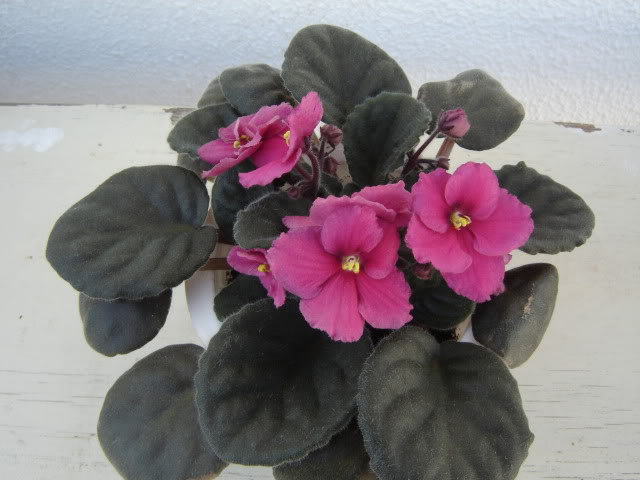Violetas005.jpg
