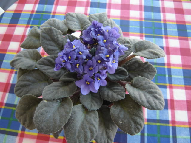 Violetas007.jpg