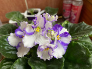 violetas01.jpg