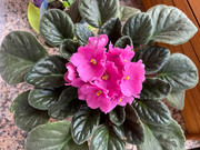 violetas02.jpg