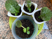 violetas05.jpg