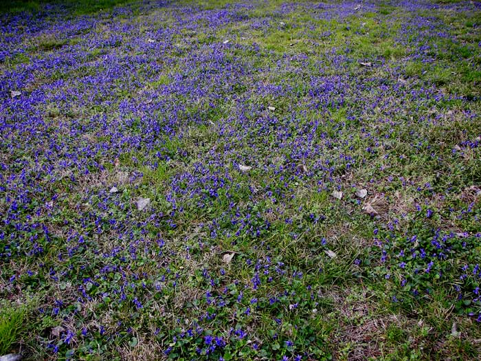 violetas1.jpg