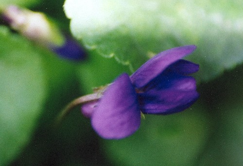 violetes1.jpg