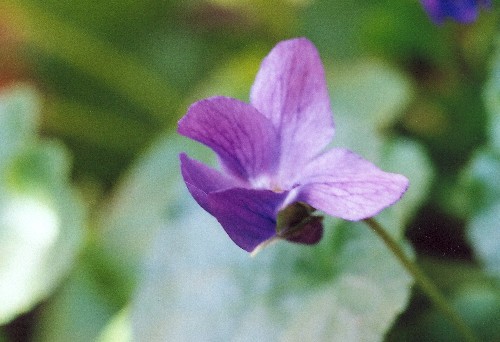 Violetes2%7E0.jpg
