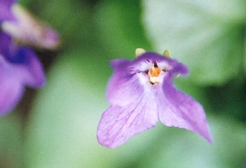 violetes3.jpg