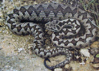 Vipera-latasti-3.jpg