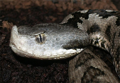 Vipera-latasti-4.jpg