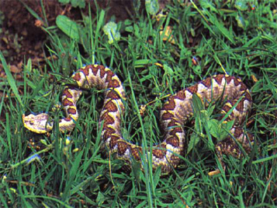 Vipera-latasti-5.jpg