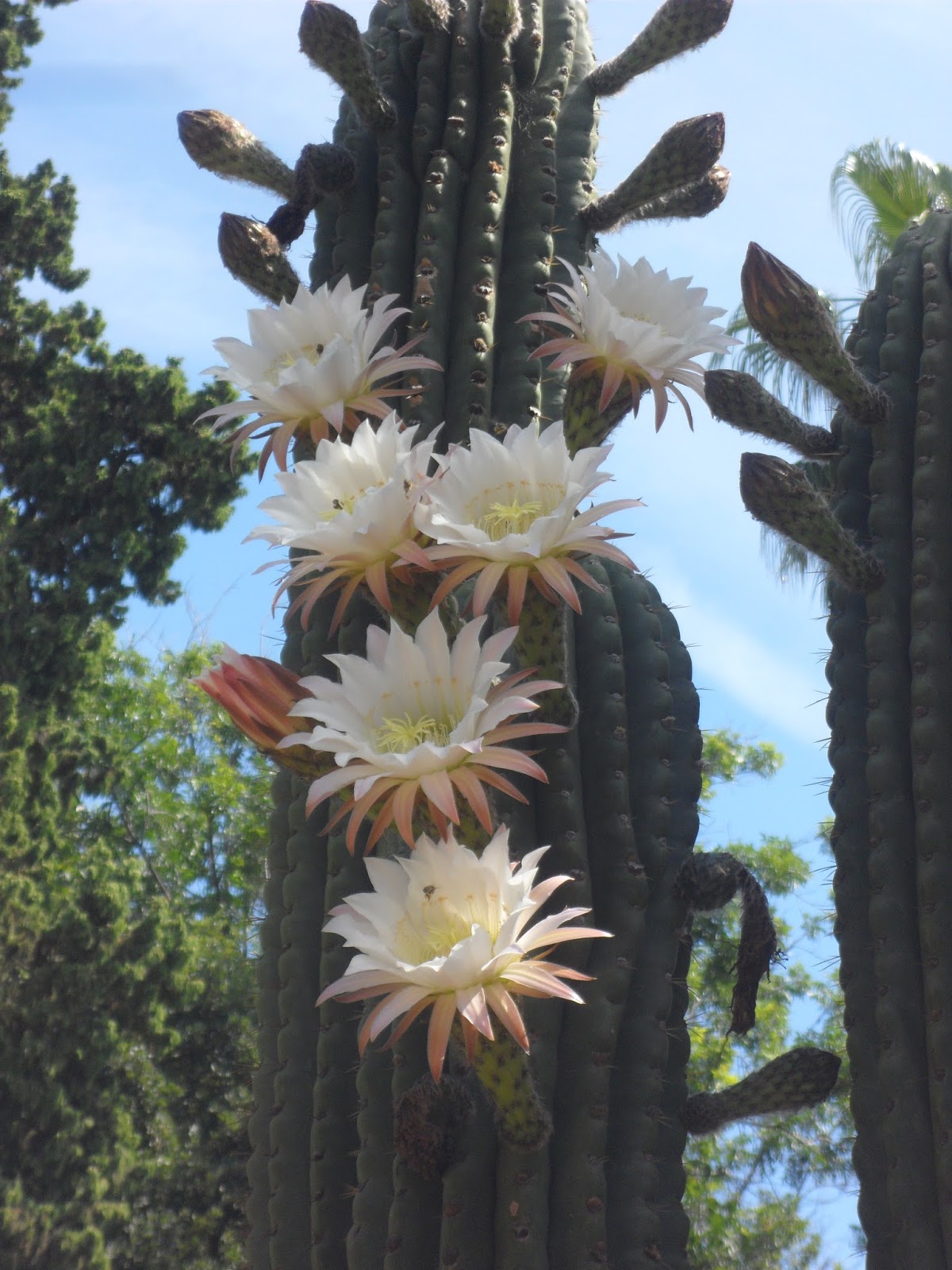 visita%2Bal%2Bvivero%2B%252837%2529.JPG