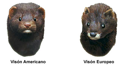 vison_diferencia.jpg