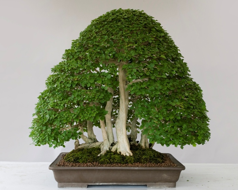 vitex_10.jpg