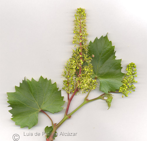 Vitis-vinifera.jpg