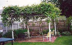 vitis-vinifera-parra.jpg