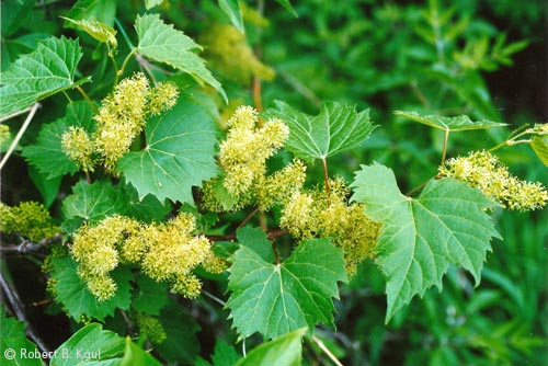 vitis_riparia.jpg