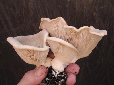 viu1188227939y.jpg