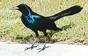 viu1193359815m.jpg