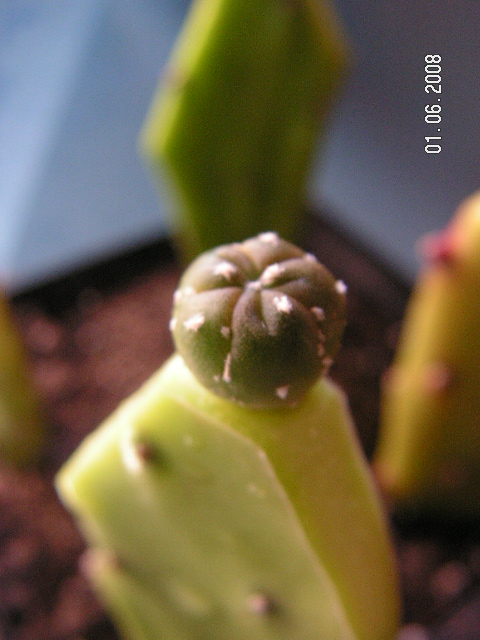 viu1212337773y.jpg