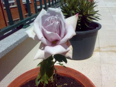 viu1212835076a.jpg