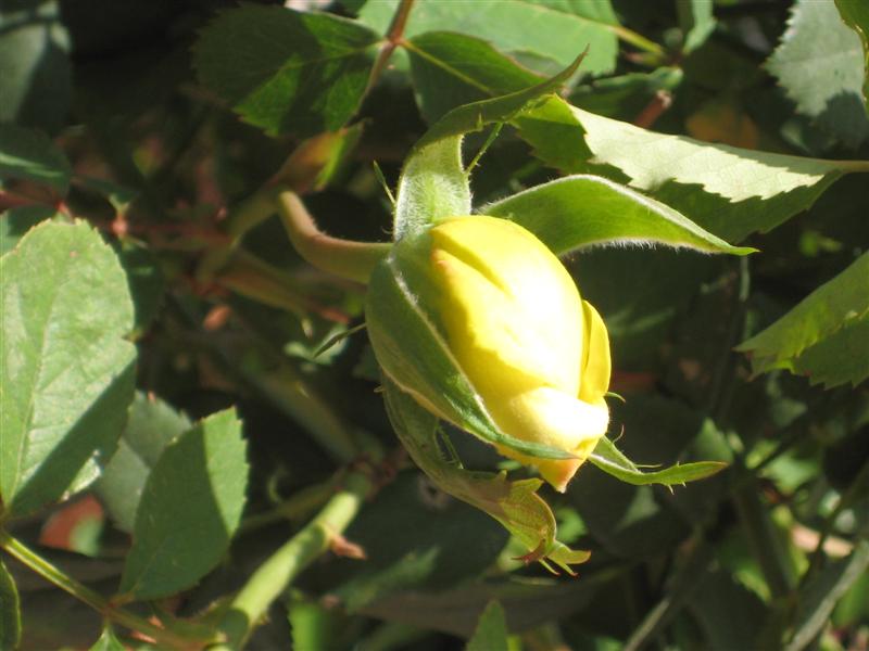 viu1239406253i.JPG