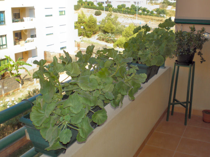 viu1251133474v.JPG