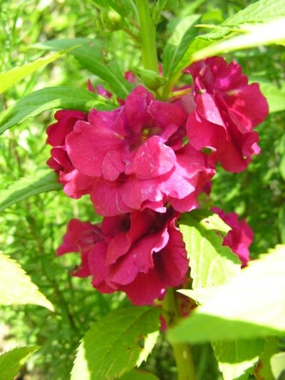 viu1265062711i.JPG