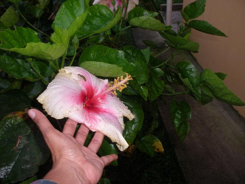 viu1282612285k.JPG