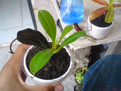 viu1299974567v.jpg