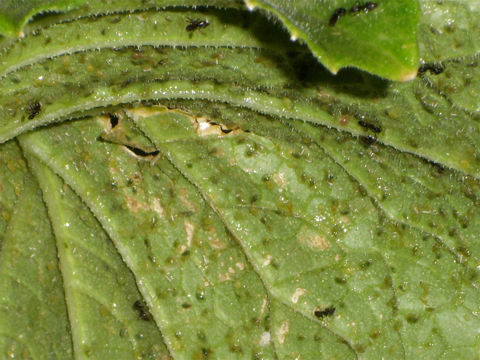 viu1310936429d.jpg