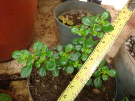 viu1311962350r.jpg