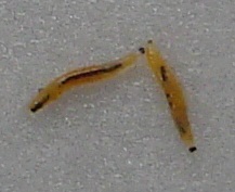 viu1312298438d.jpg