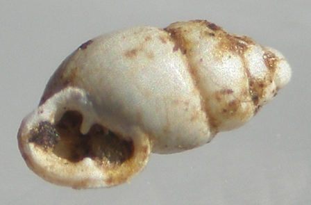 viu1312739211i.jpg