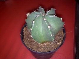 viu1313096726a.jpg