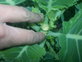 viu1313350812f.jpg