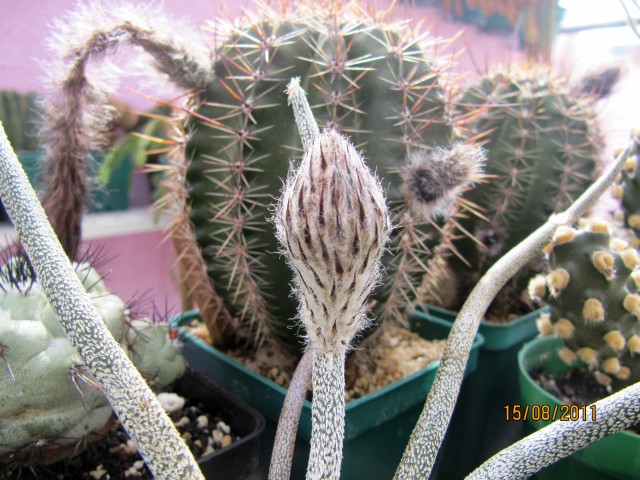viu1313445060l.jpg