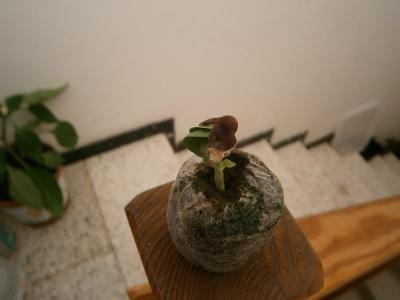 viu1313445477u.JPG