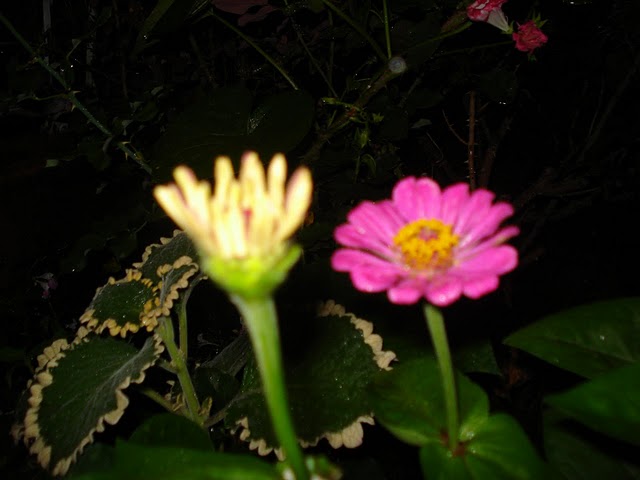 viu1313706857m.JPG